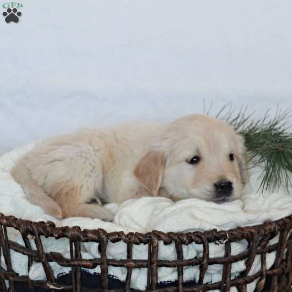 Rex, Golden Retriever Puppy